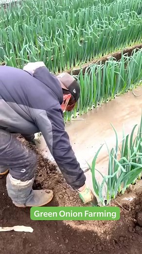 804K views · 4.5K reactions | Green Onion Farming (Japanese Smart Agriculture) . . . . #smarttechnology #agriculture #SmartAgriculture #onion #japanese #farmerlife #farmer #کسان #kisan #field #farming | Bukhari Agriculture & Research Farm | Facebook