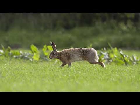 Hare Running Over Grassland