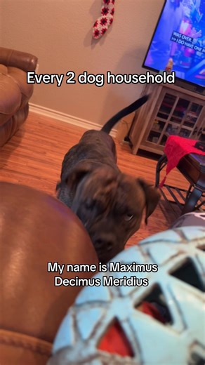 Boxer Dogs: The Fun Side of Two-Pup Households