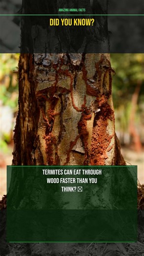 Did you know termites can eat through wood faster than you think? 🐜