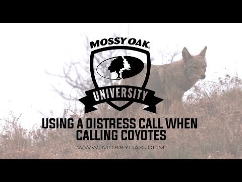 How to Use a Distress Call When Calling Coyotes
