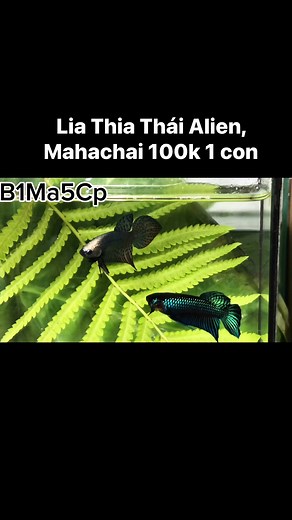 167K views · 1.4K reactions | Alien và Mahachai | Lia Thia Hoang Dã - Lê Nhựt Bình | Facebook