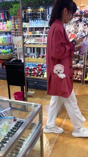 Teacup dogs on TikTok