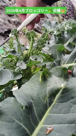 Harvesting after the rain 🧺 Broccoli 🥦 #shortsfeed #recycled #shortfeed #homegardenlife #broccoli