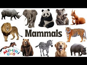 Mammals Names With Pictures - Learning For Children - Learn at Home
