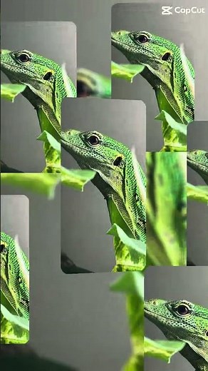 Green Tree Monitor Lizard 🦎 | Stunning Arboreal Reptile | Varanus prasinus