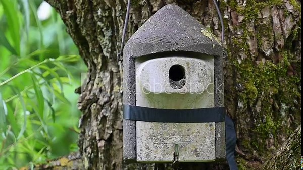 Adult nuthatch bird feeding kids in bird house and disposing fecal bag of nest (Sitta europaea). Stock Video