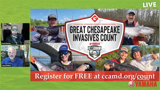 Yes, it’s chilly out there… okay, it’s utterly freezing. But that won’t stop us from going fishing, right?! Whether you were hoping to launch your kayak in a millpond and target pickerel, cast out from the shore of Georgetown for blue cats, or search for stripers under birds on the Bay, after we run through the current hot bites we’ll touch on 10 critical tips for fishing in the cold that will help you get that rod bent. � New to streaming or looking to level up? Check out StreamYard and get $10