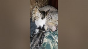 breastfeeding Mother cat