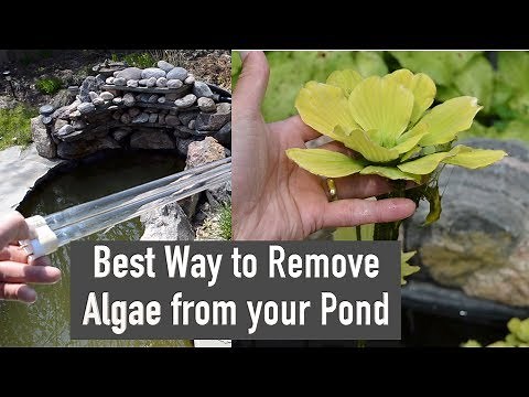 Best Way to Remove Algae from your Pond