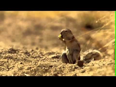 Ground Squirrel dramatically shits itself at a Leopard - BBC AFRICA