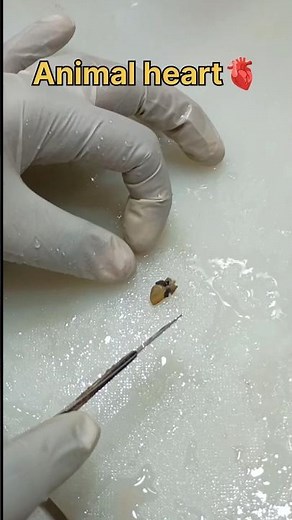 Animal heart 🫀 specimen cutting| #histopathology #histology #animalresearch #research #anatomy #lab