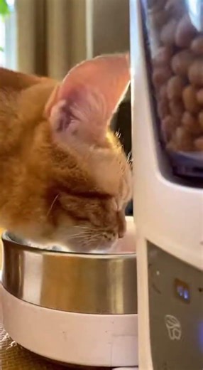 When your cat wakes up faster than your phone #catvideos #cutepets #animalantics
