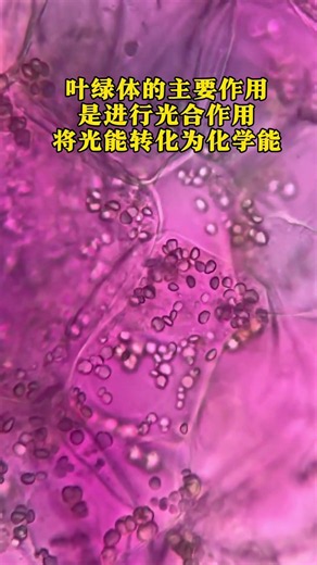 Do you like purple cabbage? The world under a microscope.