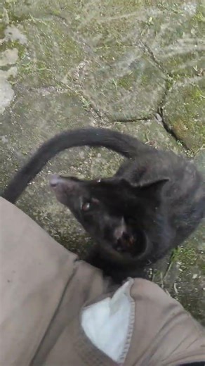 musang lombok free room, lepas bebas tanpa kandang