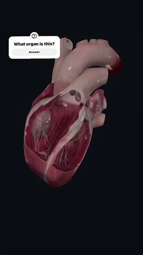 Your body’s engine of life #humanbodyguide #shorts