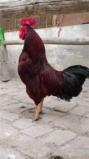 My Rooster Crowing in the morning #chicken #hen #rooster