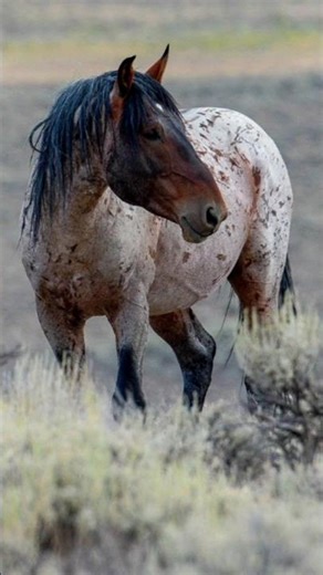 Saving America's Mustangs: Apache Creek Rescue #WildMustangs #RescueHorses #ApacheCreek