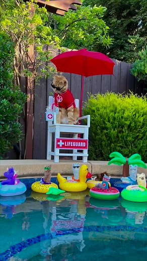 164K views · 10K reactions | JoJo on Lifeguard Duty!  Song: Gimme That Sunshine by Animal Island #lifeguard #poolside #swim #pool #swimmingpool #facebookreels #fun #friends #splash #poolfloat #play #happycat #nodrama #pooltoy #tigerjojo #sofun #party #friendship #family #beautiful #reels | Tiger JoJo | Facebook