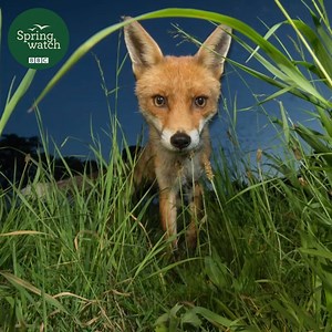 Foxes roam our cities and towns under the cover of darkness - and Kyle Moore is there to capture their adventures. 🦊 💚 #Springwatch | BBC Springwatch