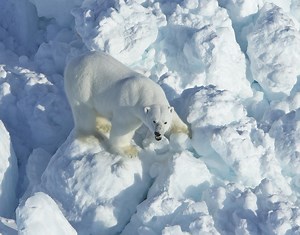 How (and why) to teach a polar bear to walk on a treadmill