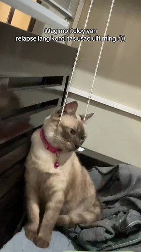 Overcoming Relapse: Motivational Thoughts and Cat Videos