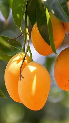 Parts of a plant | kids learning