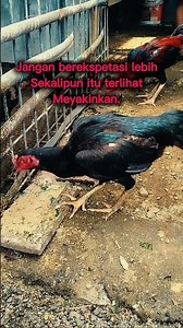 sadd #ayam #sadstatus #story #ayambangkok #shorts