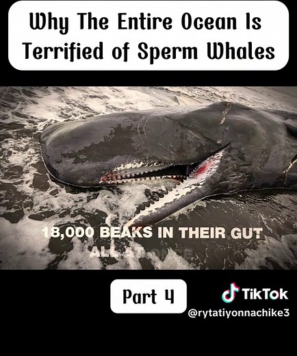 Why The Entire Ocean Is Terrified of Sperm Whales. #whale #oceansecrets #naturefacts #deepsea #animaltok
