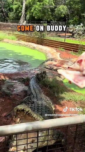 Fast Saltwater Crocodile in Action at Malcolm Douglas Park