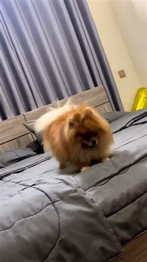 Crazy Pomeranians attitudes 😂..Come and play with me #pomeranian #pompom #dog #pets #hund #hunde