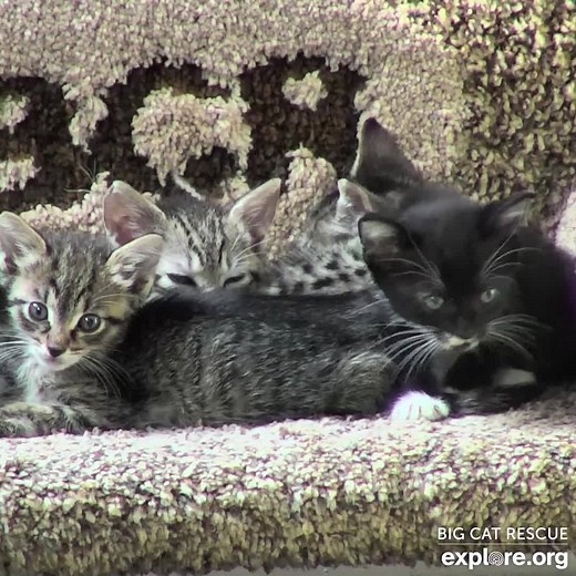 3.5K reactions · 413 shares | Looking FUR love? Watch our live kitten cam for a daily dose of cute every single day! | explore.org | Facebook