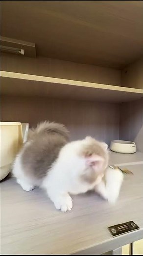 Gray & White Fluffy Kitten Playing With a Feather Toy in the Cattery 🐾