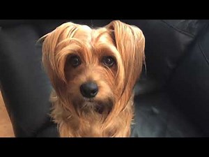 Giant Yorkie Jasmine Vol. 4: One to Two Years Old