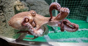 Angry octopus: why you shouldn’t mess with a multi-limbed mollusc | The National