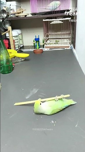 How To Train Your Lovebird