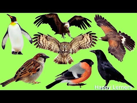 Animals for Kids | Learn Bird Names and Sounds for Kids
