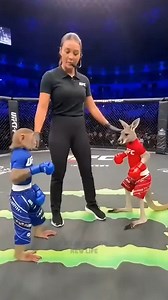 Crowd Goes Wild! Monkey Loses Balance After One Punch! 🐒🧤🦘 #UFC #Hilarious #AnimalBoxing #Knockout #MonkeyVsKangaroo | Little Chef