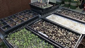 How to plant seeds, when to transplant, bottom watering, how to grow micro greens and more! | Tim Farmer's Country Kitchen