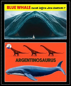 1.6M views · 10K reactions | Blue Whale ఇంత పెద్దగా ఎలా మారింది.?...