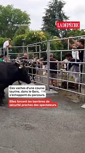 Une vache force les barrières et s'échappe d'une course taurine. Les faits se sont produits ce lundi 14 juillet, dans le Gers, au cours d'une fête traditionnelle baptisée "encierro". L'animal a percuté une barrière de sécurité, entraînant la fuite de tout le troupeau. | La Dépêche du Midi