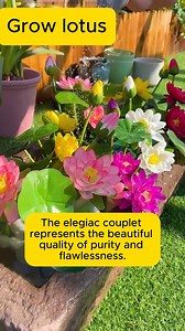 6.9K views · 40 reactions | Planting lotus can regulate the air #garden #gardening #plants #planting #planthacks #gardenhacks #gardeningmakemehappy #gardeningtips #gardeningideas #gardeninspiration #gardenlove | Addicted Gardening | Facebook