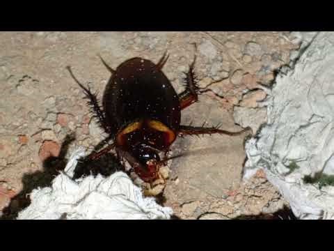 Cockroach eating bread