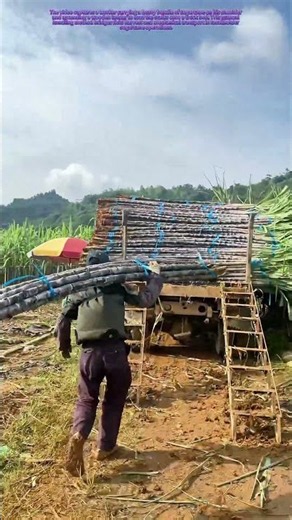 Shoulder Loading: How Farmers Hoist Sugarcane onto Transport Trucks