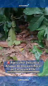 Valença Bahia on Instagram: "🚨 ALERTA MÁXIMO NA ZONA RURAL DE PTN! 🚨 Um vídeo que está viralizando nas redes sociais mostra um agricultor do município de Presidente Tancredo Neves (PTN) denunciando um ataque assustador em sua plantação de cacau. 🌱🐾 Nas imagens, é possível ver os pés de cacau com calhas quebradas, frutos destruídos e grandes arranhões nos troncos, que segundo o produtor, seriam sinais claros da presença de uma ONÇA na região! 😱🐆 🗣️ “Isso aqui não foi gente, não... foi onça