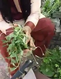 Call dr Trevor sayers cure all sicknesses disease infection virus in the body 18687584430 | Herbal Medication Trinidad