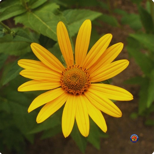 Ox-eye Sunflower Seeds | 100 Heliopsis Helianthoides | Perennial Yellow Wildflower for Garden Planting - Etsy