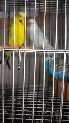 #cutie #petlover | Joan B. Dimpas