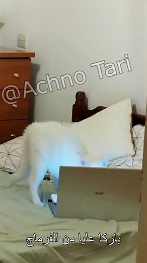 Achno Tari on Instagram‎: "حيوانات فشكل 😂"‎