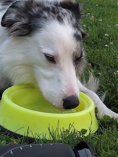 Nobi the border Collie mix ❤️